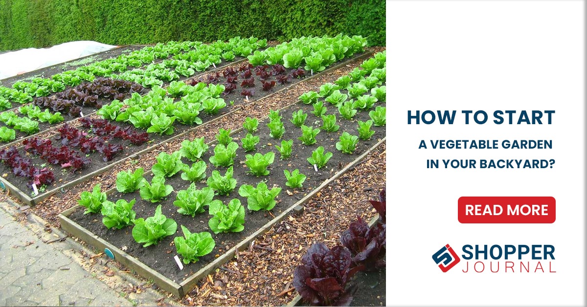 How to start a vegetable garden in your backyard